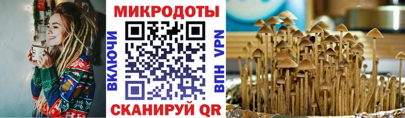 Псилоцибиновые грибы мицелий цены Светлогорск